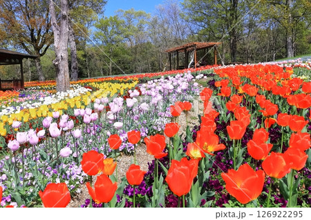 【香川県】春の国営讃岐まんのう公園（ネモフィラとチューリップ畑） 126922295
