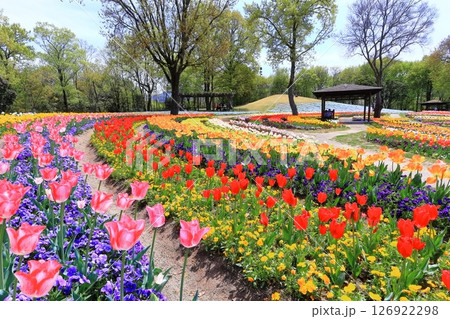 【香川県】春の国営讃岐まんのう公園(ネモフィラとチューリップ畑) 【香川県】春の国営讃岐まんのう公園(ネモフィラとチューリップ畑) 126922298
