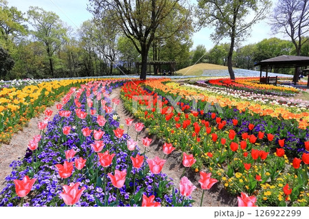 【香川県】春の国営讃岐まんのう公園（ネモフィラとチューリップ畑） 126922299