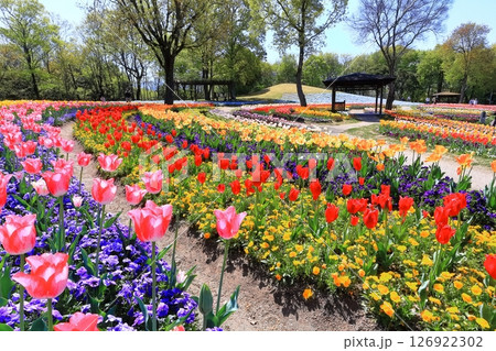 【香川県】春の国営讃岐まんのう公園（ネモフィラとチューリップ畑） 126922302