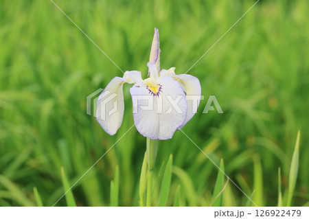 白の菖蒲 126922479