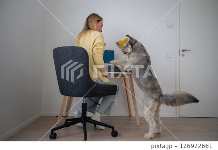 Woman works at desk with laptop and her dog sits near her, concept of pet friendship and remote work Woman works at desk with laptop and her dog sits near her, concept of pet friendship and remote work 126922661