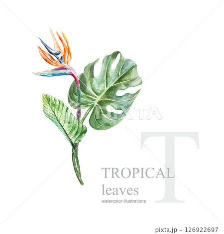 Strelitzia and monstera. Flower and leaves. Hand drawn watercolor illustration isolated on white. For cards, invitations, tropical summer banners, covers, labels. Strelitzia and monstera. Flower and leaves. Hand drawn watercolor illustration isolated on white. For cards, invitations, tropical summer banners, covers, labels. 126922697
