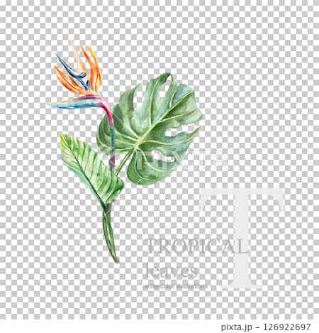Strelitzia and monstera. Flower and leaves. Hand drawn watercolor illustration isolated on white. For cards, invitations, tropical summer banners, covers, labels. Strelitzia and monstera. Flower and leaves. Hand drawn watercolor illustration isolated on white. For cards, invitations, tropical summer banners, covers, labels. 126922697