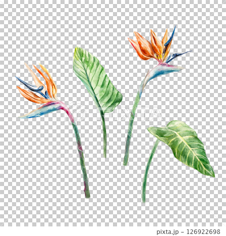 Strelitzia. Tropical plant, leaves, flower, stem. Hand drawn watercolor illustration isolated on white. For cards, invitations, summer banners, labels, posters. Strelitzia. Tropical plant, leaves, flower, stem. Hand drawn watercolor illustration isolated on white. For cards, invitations, summer banners, labels, posters. 126922698