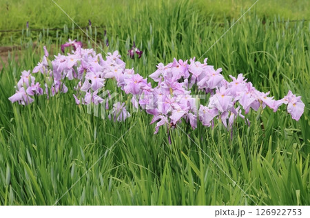 薄紫色の菖蒲 薄紫色の菖蒲 126922753
