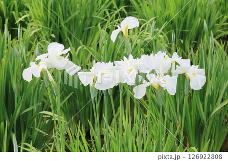 満開の白い菖蒲 満開の白い菖蒲 126922808