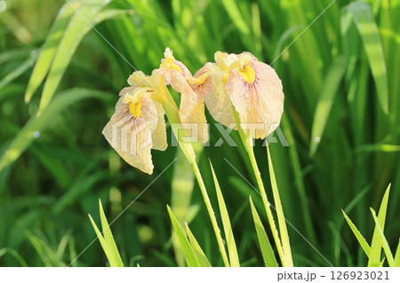 茶色かかった色の菖蒲 126923021