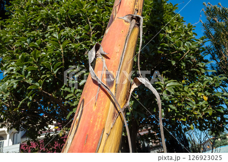 枯死したリュウゼツランの花茎 126923025