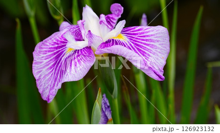 梅雨の晴れ間に咲く美しい花菖蒲は紅公子 126923132
