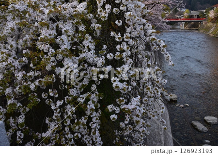 日本の岐阜県　春の高山市　満開の桜と観光名所の中橋と宮川　周辺の街並みと美しい新緑 126923193