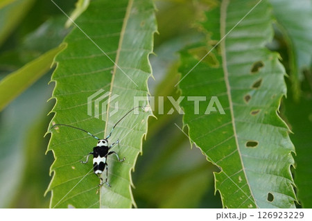 栗の木の葉にとまるラミーカミキリ 126923229