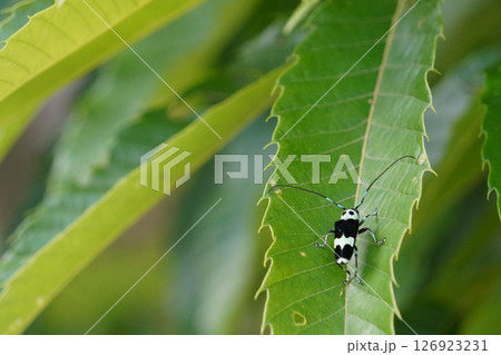栗の木の葉にとまるラミーカミキリ 126923231