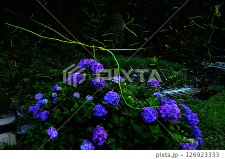 アジサイとホタル舞う鳥川ホタルの里 126923333