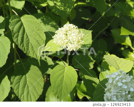 紫陽花開花 126923413