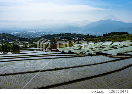 富士山と棚田 126923471