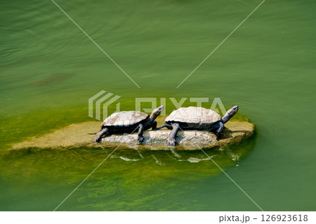 日向ぼっこするニホンイシガメ 126923618