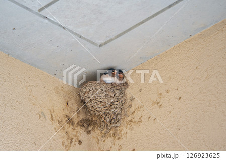 巣の中のツバメのかわいいヒナ 126923625