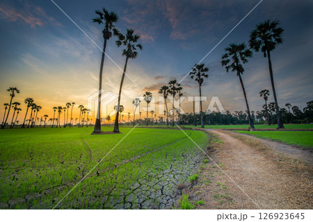Sugar palm tree at sunrise 126923645