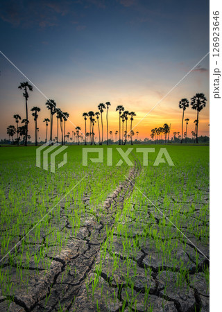 Sugar palm tree at sunrise 126923646