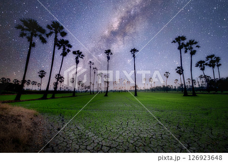 The milky way in the palm tree grove The milky way in the palm tree grove 126923648
