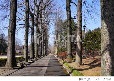 冬の公園の長い並木道 126923708