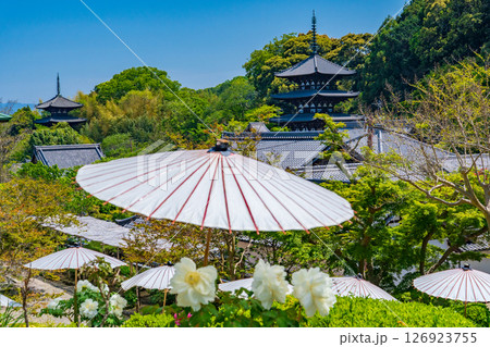奈良県葛城市 當麻寺の奥院から望む西塔と東塔 奈良県葛城市 當麻寺の奥院から望む西塔と東塔 126923755