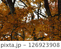 山形の山の中の紅葉した木々 126923908