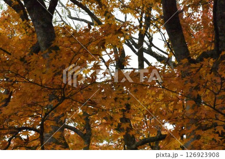 山形の山の中の紅葉した木々 126923908