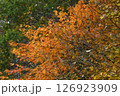 緑の木の手前に繁茂している紅葉した木 126923909