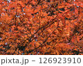 綺麗に色づいている紅葉したもみじの木 126923910