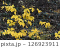 鬱蒼とした山の中で黄色に色づいた葉達 126923911