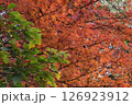 秋の日に鮮やかに映えている紅葉した木 126923912