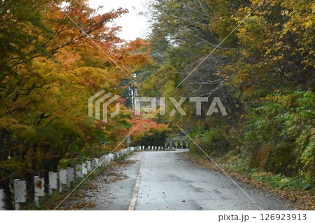 紅葉した木々の間を通っている山の中の道 紅葉した木々の間を通っている山の中の道 126923913