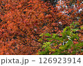 鮮やかな赤色をした紅葉した木 126923914