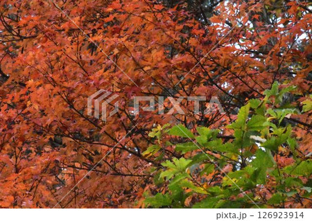 鮮やかな赤色をした紅葉した木 鮮やかな赤色をした紅葉した木 126923914