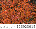 紅葉した木をアップで撮影した風景 126923915