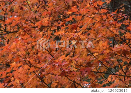紅葉した木をアップで撮影した風景 紅葉した木をアップで撮影した風景 126923915