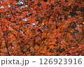 赤色に染まっている紅葉した木の葉っぱ達 126923916