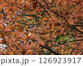 少しくすんだ色をした橙色に染まっている紅葉した木 126923917