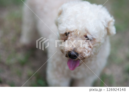 Poodle toy dog top view Poodle toy dog top view 126924148