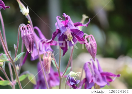 赤紫の花びらのセイヨウオダマキの花のアップの風景 赤紫の花びらのセイヨウオダマキの花のアップの風景 126924162