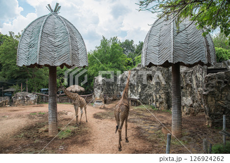 Giraffes in the zoo Giraffes in the zoo 126924262