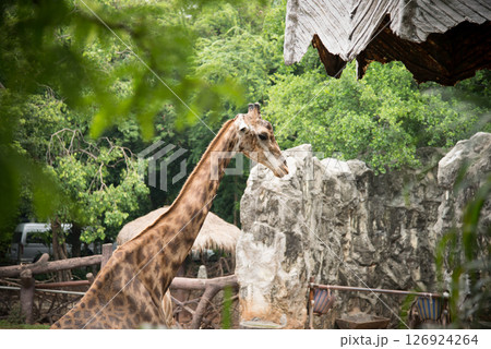 Giraffes in the zoo 126924264