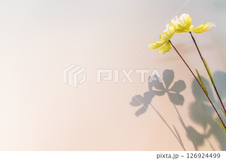fake flowers yellow  on cream background 126924499