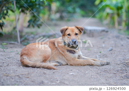 thai dog sit on the ground 126924500