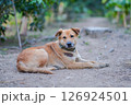 thai dog sit on the ground 126924501