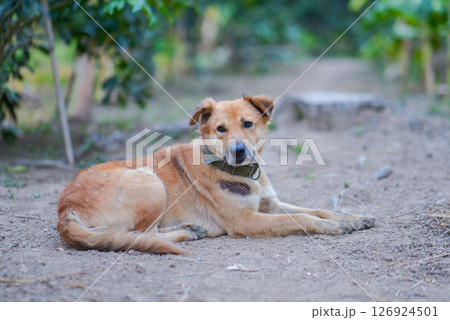 thai dog sit on the ground 126924501