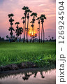 sugar palm 126924504