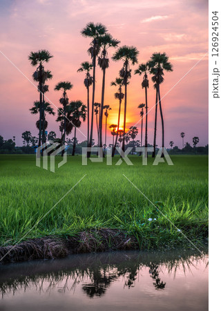 sugar palm 126924504